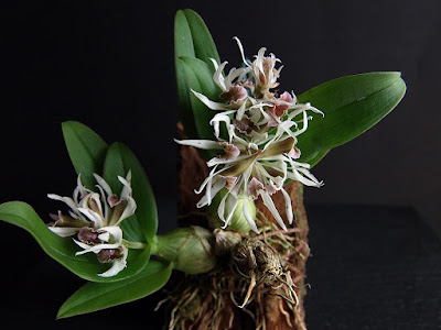 Dendrobium peguanum care and culture