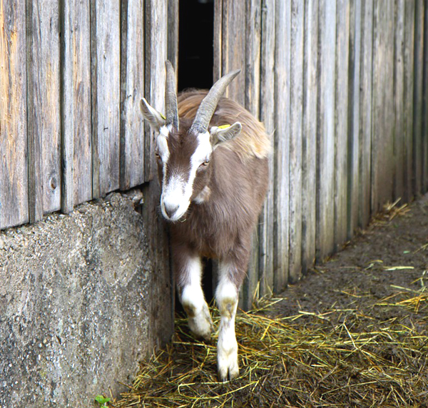 goat house, goat housing, goat housing design, goat housing requirements, types of goat housing, goat housing system