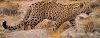 Leopardo-persa, o maior dos leopardos, sobrevive em pequenas populações 