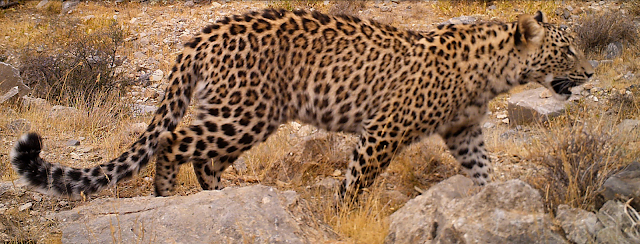 Leopardo-persa, o maior dos leopardos, sobrevive em pequenas populações 