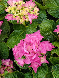 flor hortensia