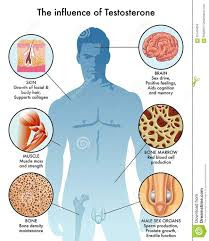 How are testosterone levels in the human body?