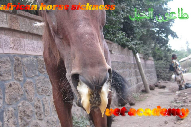 طاعون الخيل الافريقي- African Horse Sickness (AHS)
