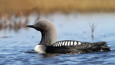 Bird Pacific Loon