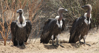 The surprising truth about vultures bird