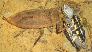 Giant Water Bug