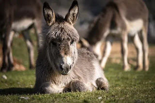 horse and donkey
