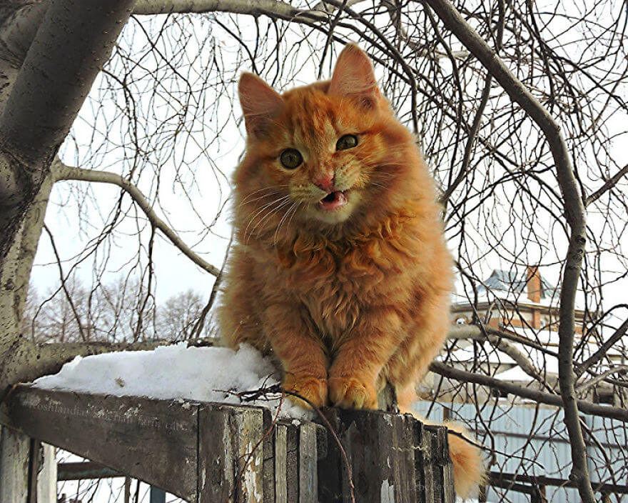 20 Incredible Pictures Of Glorious Siberian Farm Cats