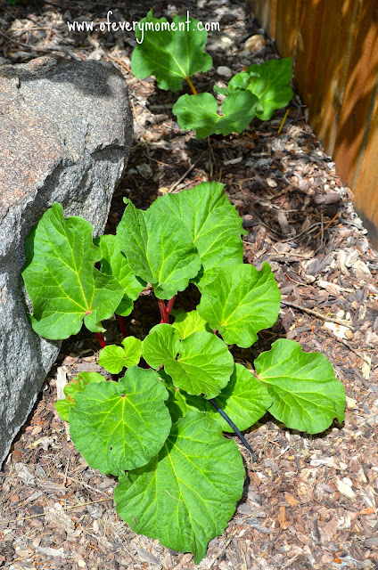 rhubarb plants in a rock garden