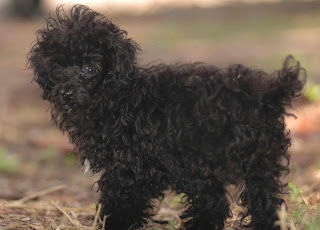 Poodle Puppy Pictures