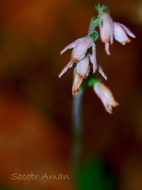 Goodyera schlechtendaliana