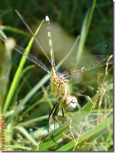 small green dragonfly 10