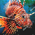 Red Lionfish - Red Lion Fish