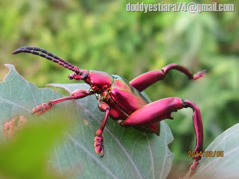 Kumbang Kaki Kodok  Sagra sp iNSeCTiaRa