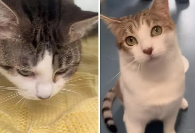 Animal shelter is heartbroken at the prospect of splitting up mum and daughter cats but should they be?