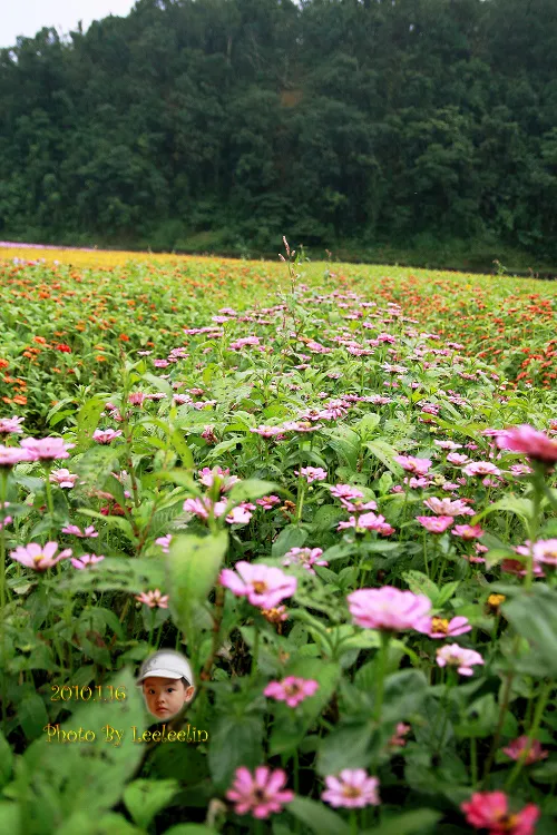 宜蘭三星遇見富良野般的彩虹花海｜宜蘭三星波斯菊花海