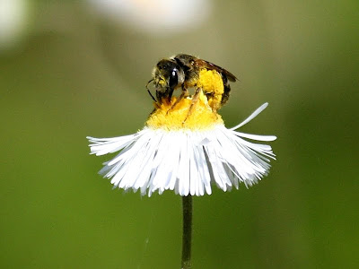 Hoverfly in the fleabane