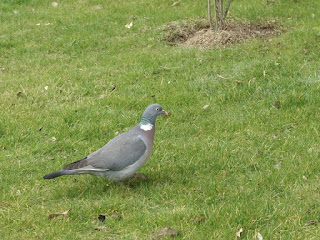 Pigeon ramier - Palombe - Columba palumbus