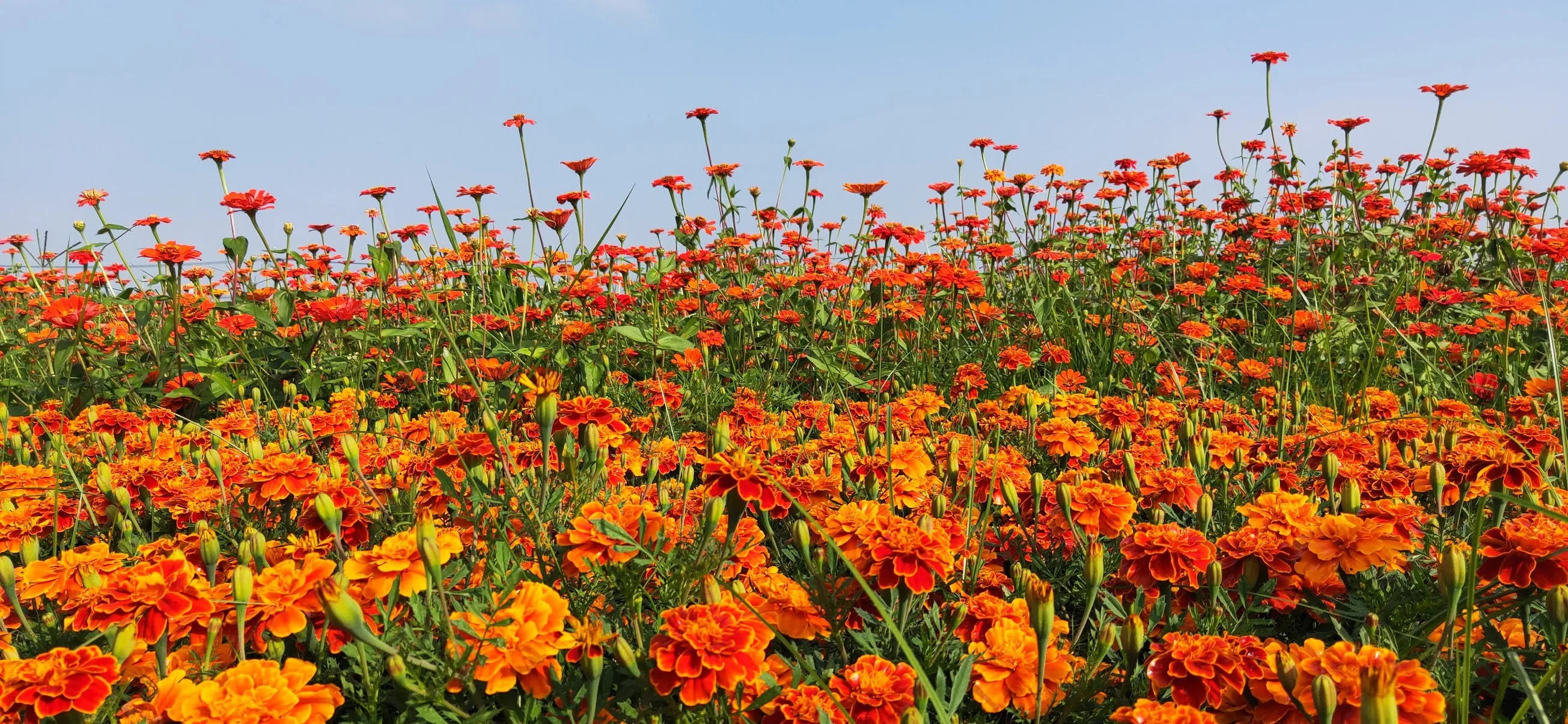 2019台中國際花毯節