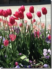 Pink tulips