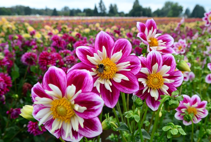 dahlias_57