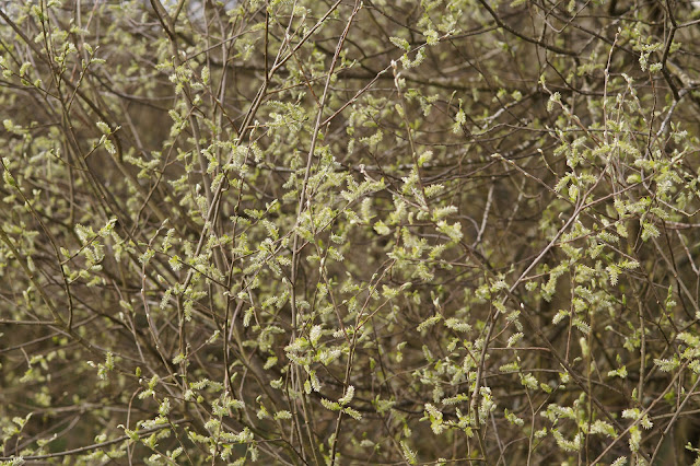 beautiful Norfolk countryside in spring