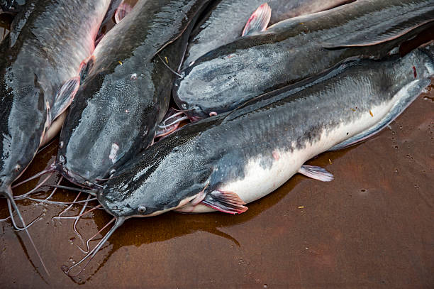 Jual Ikan Lele Bibit & Konsumsi Palembang, Sumatera Selatan Terpopuler