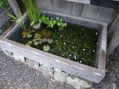 [最も好ましい] 屋外 メダカの育て方 117988