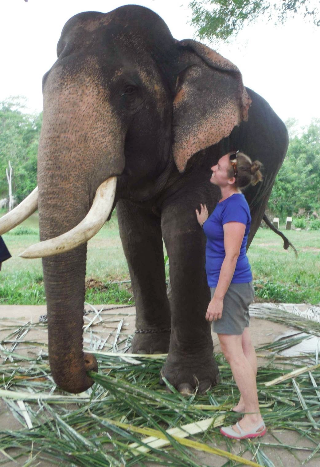 Wayfinder Ali with bull elephant in Thailand