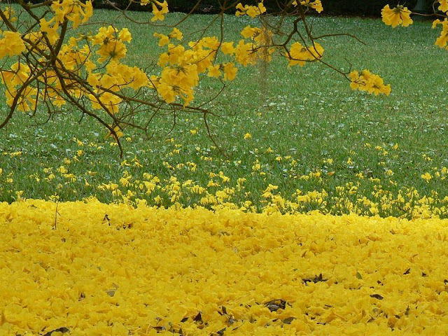 Fotos De Arvores Com Flores Amarelas - Planta Mundo Plantas e sementes raras do Brasil e do 