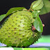 Health Benefits of soursop Fruits During Pregnant