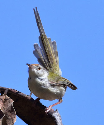 Common Tailorbird - resident