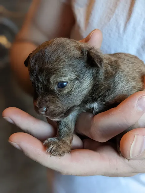 baby chihuahua