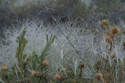 Feather Speargrass (Austrostipa elegantissima) 