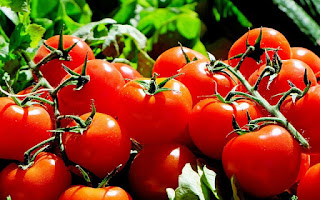 Tomate, hortaliza 