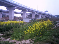 高速道路と菜の花