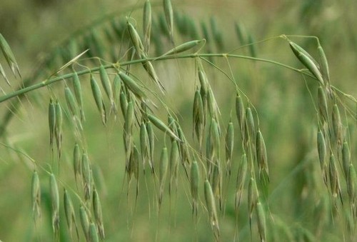 Oat Straw Benefits for Skin
