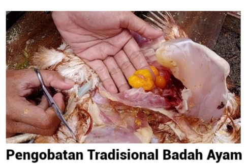 Pengobatan Tradisional Badah Ayam di Minangkabau, Sumatera Barat