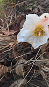 Helleborus niger [Ranunculaceae]. Christmas Rose.