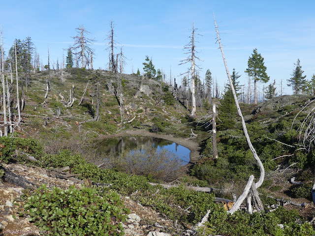 small body of water among burned trees