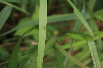 Groene Appelschaduwwants - - Lygocoris pabulinus