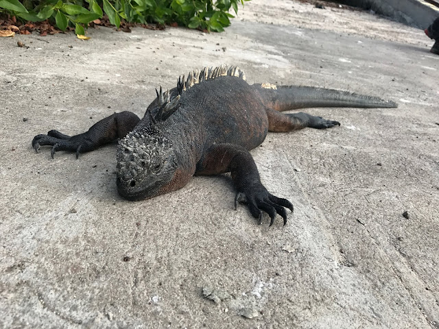 Puerto Ayora, Isla Santa Cruz, Islas Galápagos