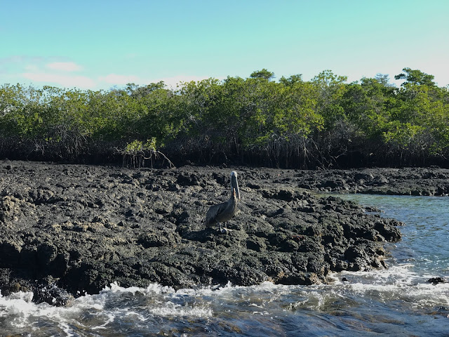 Pelícano en Caleta Tortuga Negra, Isla Santa Cruz (Islas Galápagos)