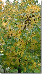 Haustlitir