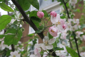 Pink blossom on the Core Blimey apple tree