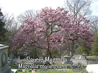 star magnolia tree pictures. magnolia tree facts. saucer