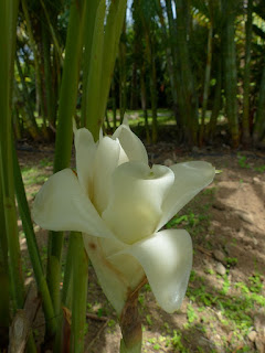 Rose de porcelaine blanche - Etlingera elatior