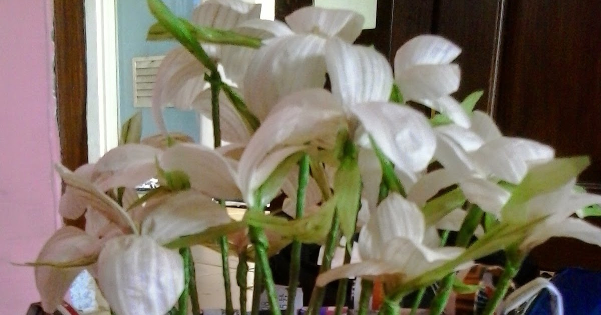 Kerajinan Tangan: Bunga dari Kulit Bawang Putih
