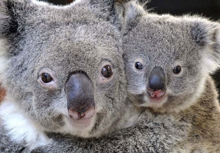 koala mother and bub