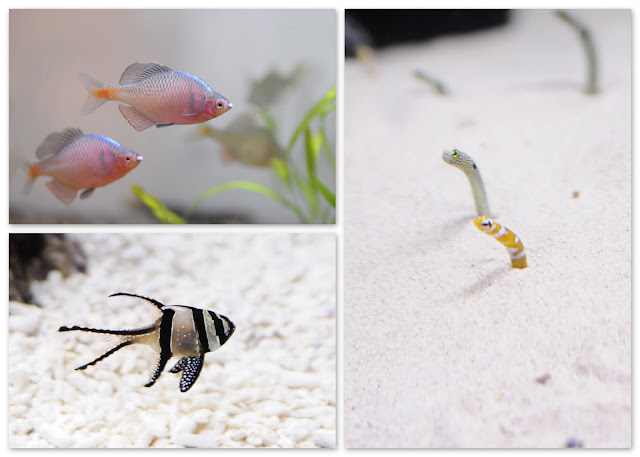  Kyoto Aquarium fishes